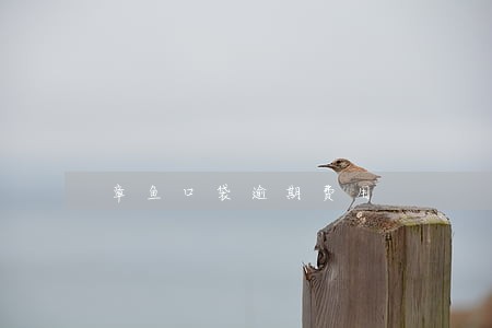 章鱼口袋逾期费用 章鱼口袋逾期费用