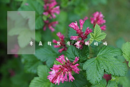 章鱼钱包有逾期的吗 章鱼钱包有逾期的吗