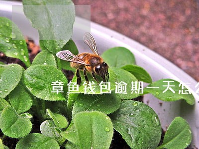 章鱼钱包逾期一天怎么办 章鱼钱包逾期一天怎么办