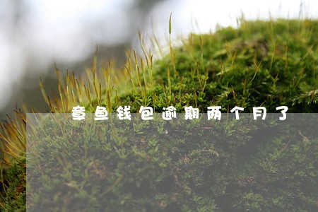 章鱼钱包逾期两个月了 章鱼钱包逾期两个月了