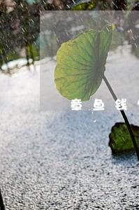 章鱼钱包逾期利息怎么办 章鱼钱包逾期利息怎么办