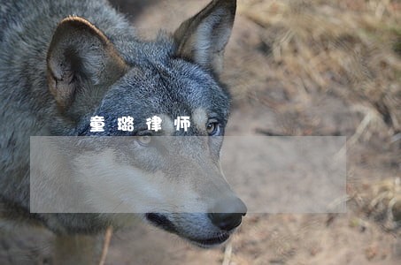 童璐律师 童璐律师