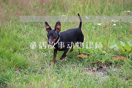 童话故事动物律师 童话故事动物律师