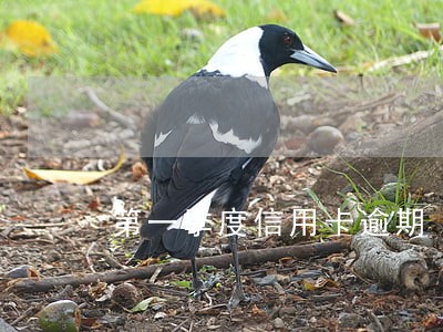 第一季度信用卡逾期 第一季度信用卡逾期
