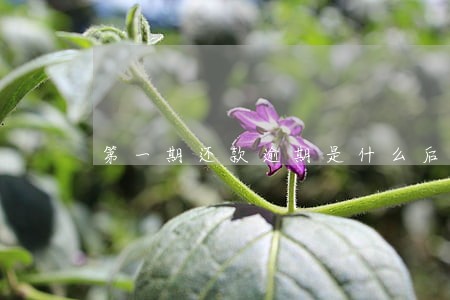第一期还款逾期是什么后果 第一期还款逾期是什么后果