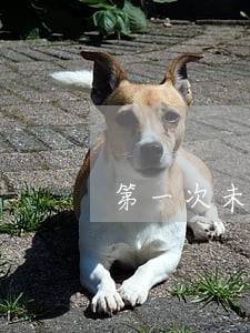 第一次未申报逾期罚款吗 第一次未申报逾期罚款吗