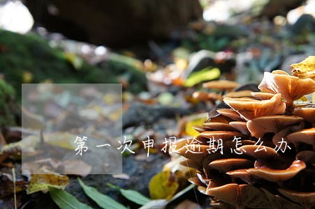 第一次申报逾期怎么办 第一次申报逾期怎么办