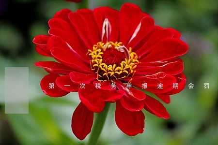 第一次税务申报逾期会罚款吗 第一次税务申报逾期会罚款吗