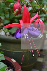 第一次逾期纳税申报罚款多少 第一次逾期纳税申报罚款多少