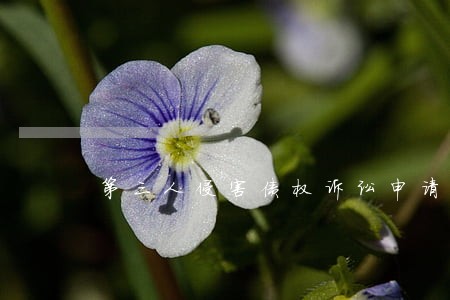 第三人侵害债权诉讼申请书 第三人侵害债权诉讼申请书