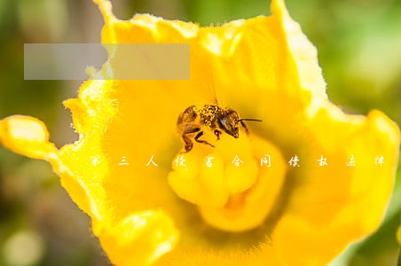 第三人侵害合同债权法律制度研究 第三人侵害合同债权法律制度研究
