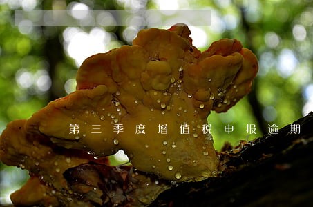 第三季度增值税申报逾期 第三季度增值税申报逾期