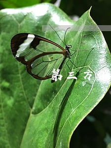 第三方催收打电话说只还本金 第三方催收打电话说只还本金