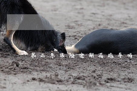 第二年保险逾期还拖车吗 第二年保险逾期还拖车吗