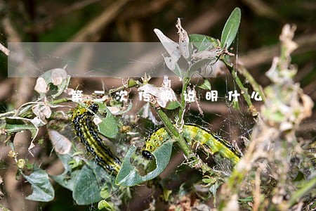 第二次传唤说明什么 第二次传唤说明什么
