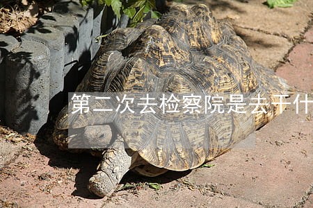 第二次去检察院是去干什么 第二次去检察院是去干什么