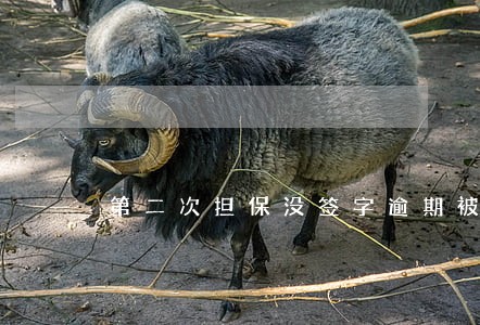 第二次担保没签字逾期被扣款 第二次担保没签字逾期被扣款
