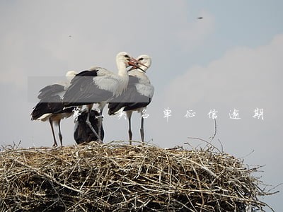 第二类名单征信逾期