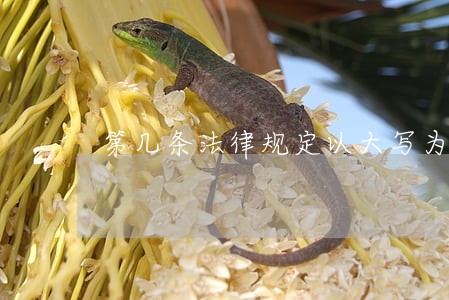 第几条法律规定以大写为准