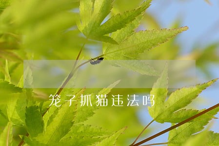 笼子抓猫违法吗 笼子抓猫违法吗