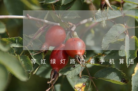 等红绿灯路口看手机算违法吗