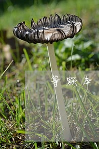 等额本息结清只还本金