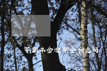 等额本金逾期全利息吗 等额本金逾期全利息吗