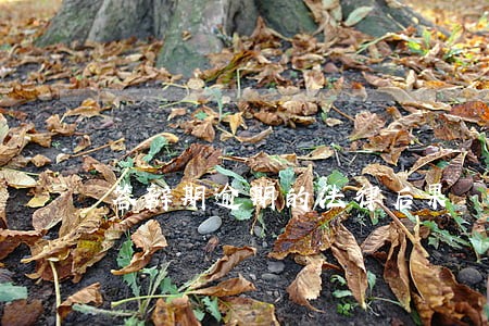 答辩期逾期的法律后果 答辩期逾期的法律后果