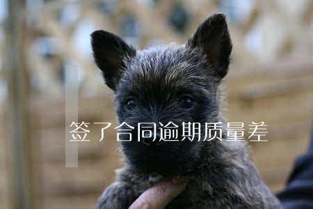 签了合同逾期质量差 签了合同逾期质量差