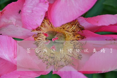 签完拆迁补偿协议离婚了 签完拆迁补偿协议离婚了