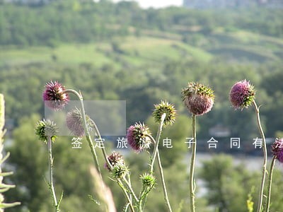 签定旅游电子合同有法律效力吗 签定旅游电子合同有法律效力吗
