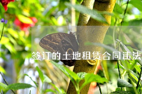 签订的土地租赁合同违法