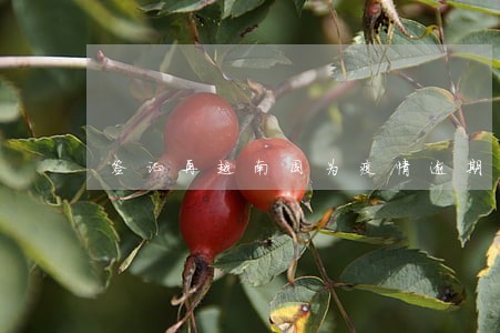 签证再越南因为疫情逾期 签证再越南因为疫情逾期