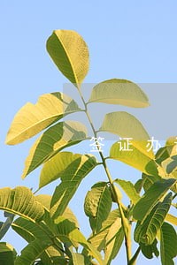 签证办证跟逾期的有关系吗 签证办证跟逾期的有关系吗