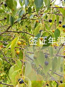 签证年满后可逾期多少天 签证年满后可逾期多少天