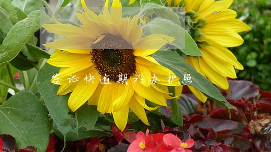 签证快逾期补办护照 签证快逾期补办护照