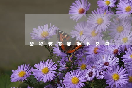 签证有写逾期多久嘛 签证有写逾期多久嘛