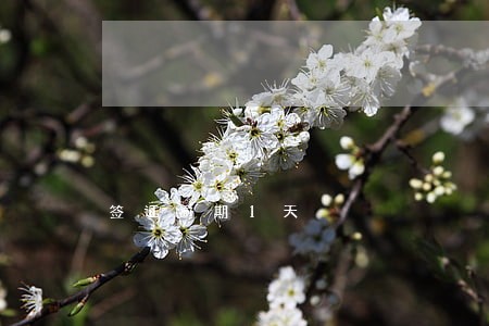 签证逾期1天 签证逾期1天