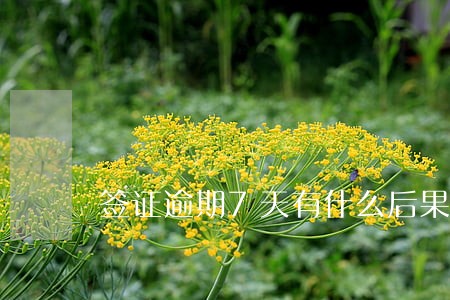 签证逾期7天有什么后果