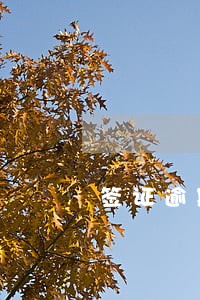 签证逾期一天罚款多少柬埔寨 签证逾期一天罚款多少柬埔寨