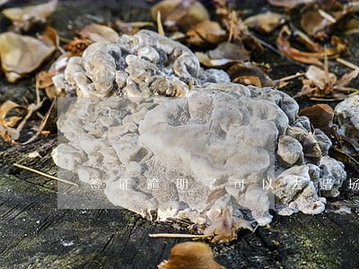 签证逾期了可以去赌场吗 签证逾期了可以去赌场吗
