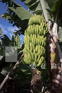 签证逾期了怎么可以回国 签证逾期了怎么可以回国