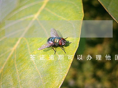 签证逾期可以办理他国签证吗 签证逾期可以办理他国签证吗