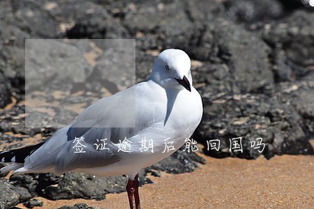 签证逾期后能回国吗 签证逾期后能回国吗
