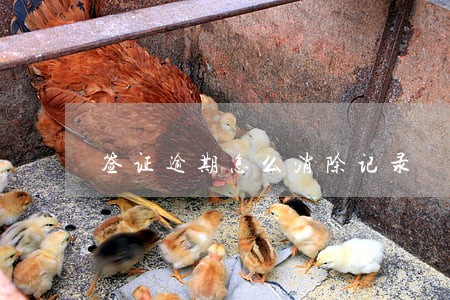 签证逾期怎么消除记录 签证逾期怎么消除记录