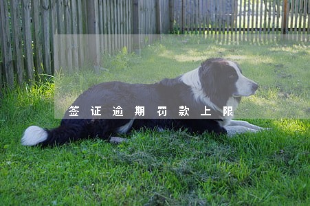 签证逾期罚款上限 签证逾期罚款上限