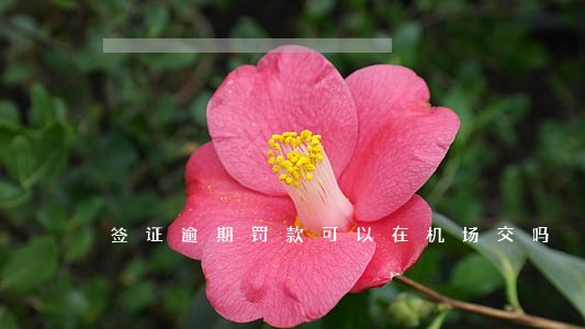 签证逾期罚款可以在机场交吗 签证逾期罚款可以在机场交吗