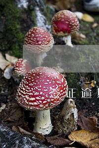 签证逾期罚款机构号码 签证逾期罚款机构号码