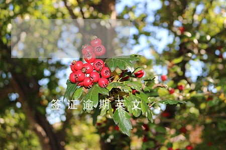 签证逾期英文 签证逾期英文