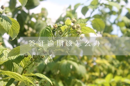 签证逾期该怎么办 签证逾期该怎么办